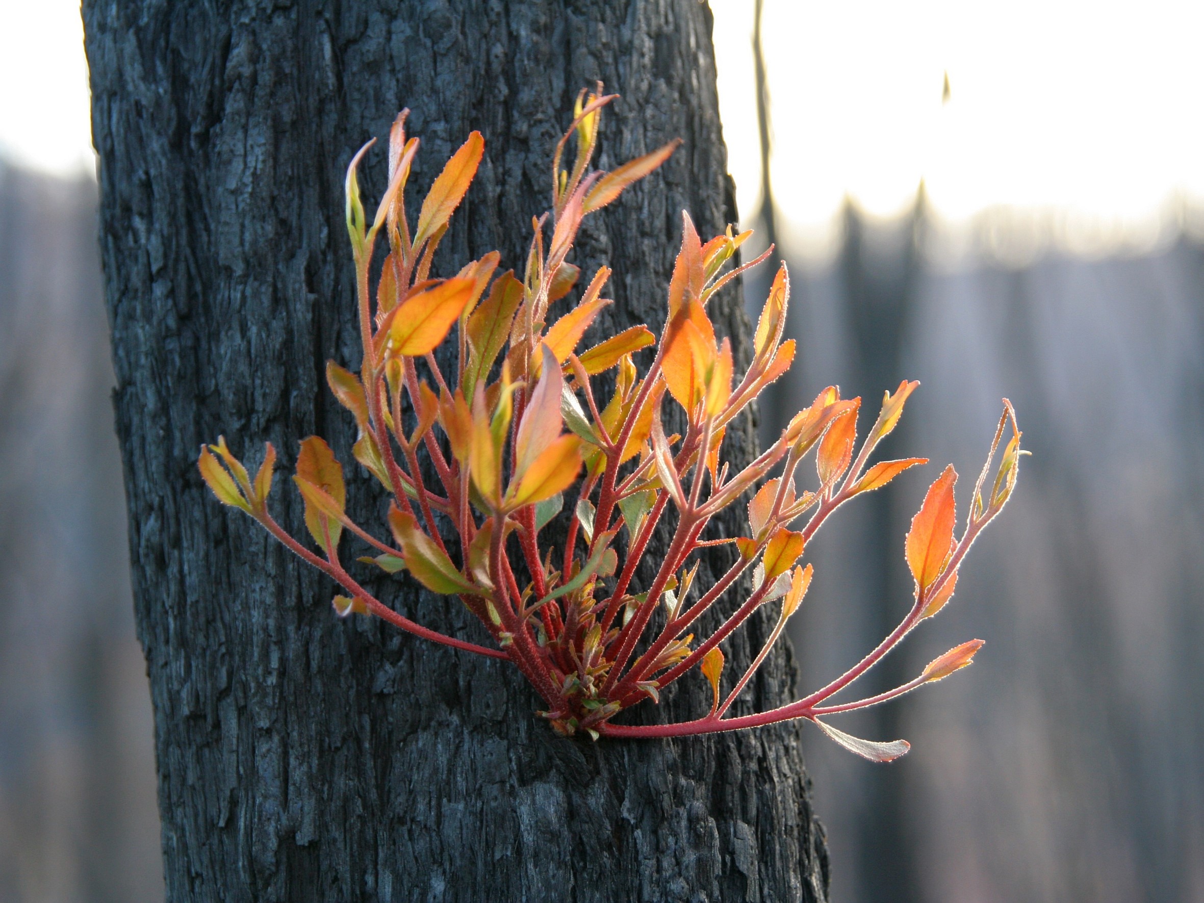 GR&W - Bushfire regrowth