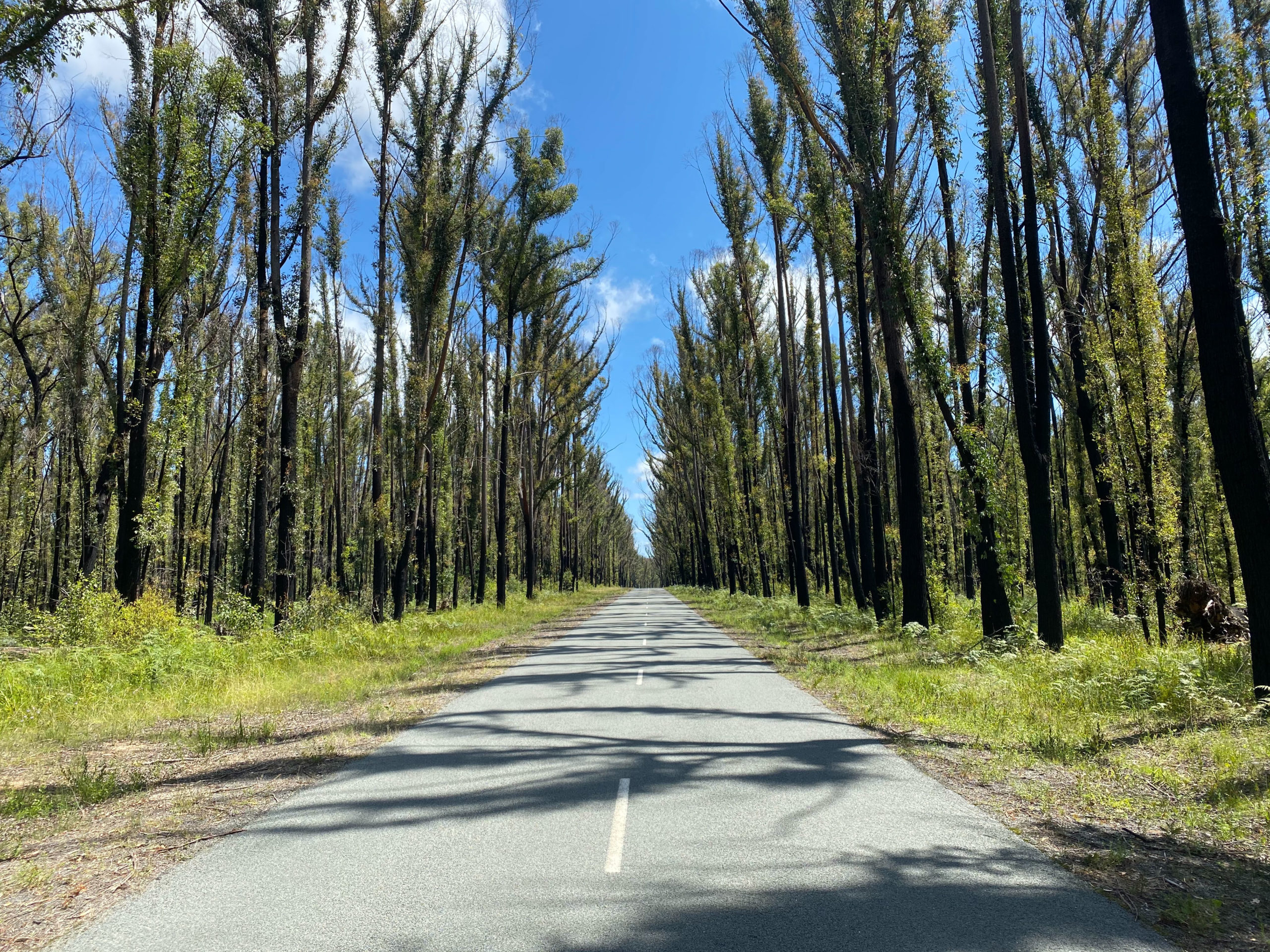 Bemm River recovering from Bushfires