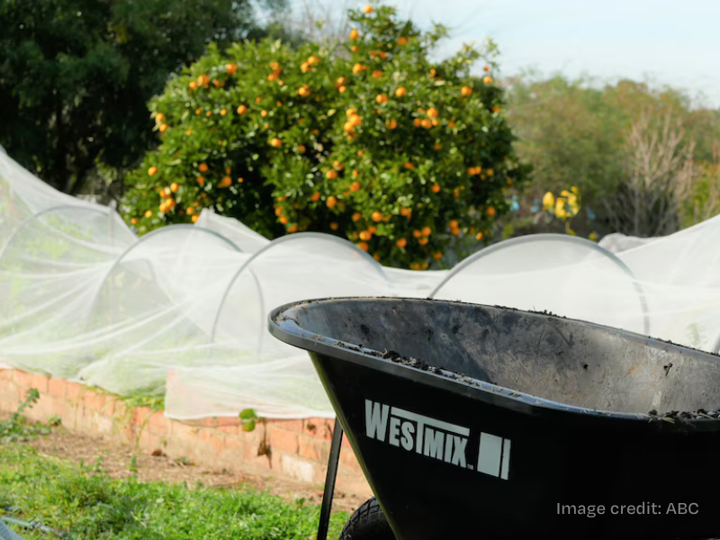 A close-up of a wheelbarrow in a garden with gardening beds covered in nets in the background.