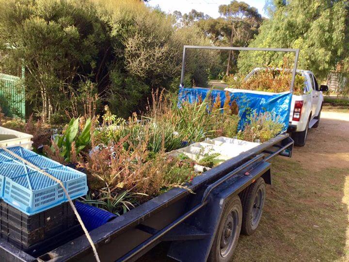 SA Bushfire Garden Revival