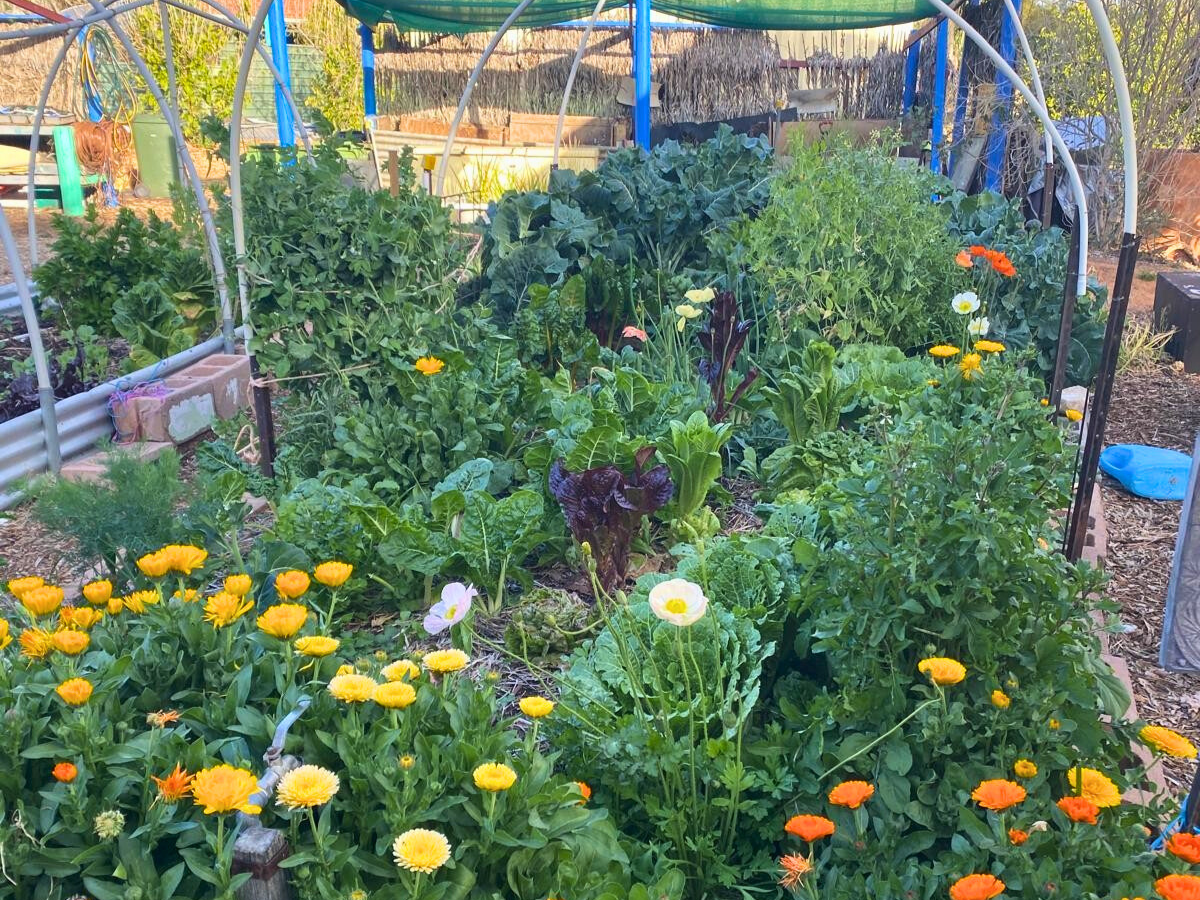 Image of flowers in a garden