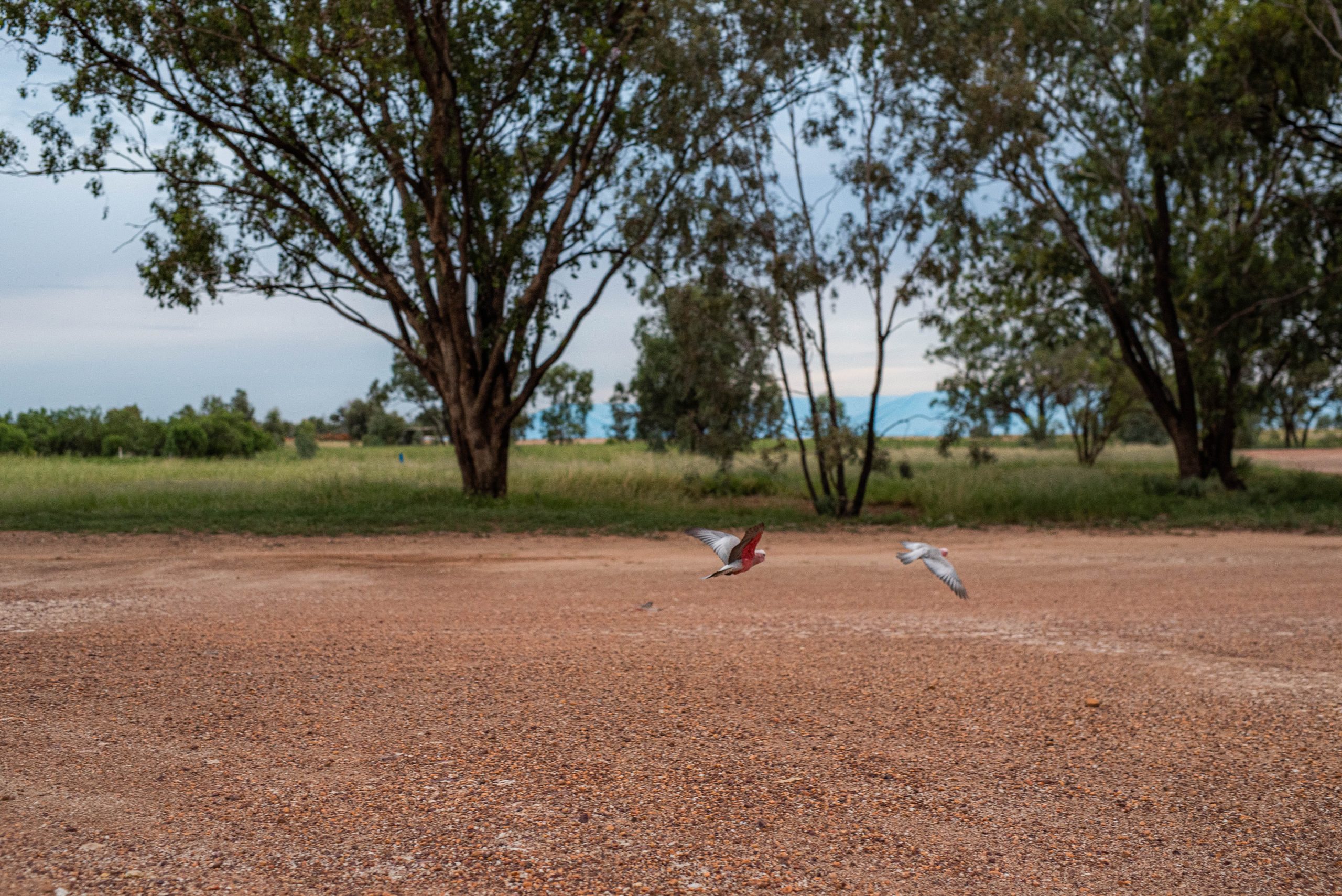 Two galahs flying close to the ground in an outback landscape